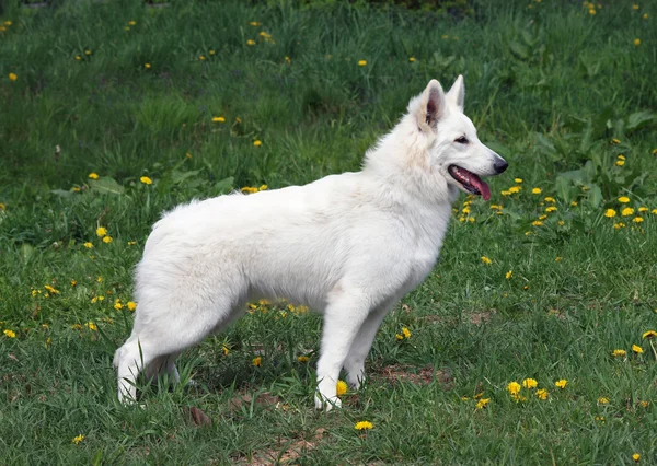 Wunderschöner weißer Schweizer Schäferhund auf der Frühlingswiese — Stockfoto