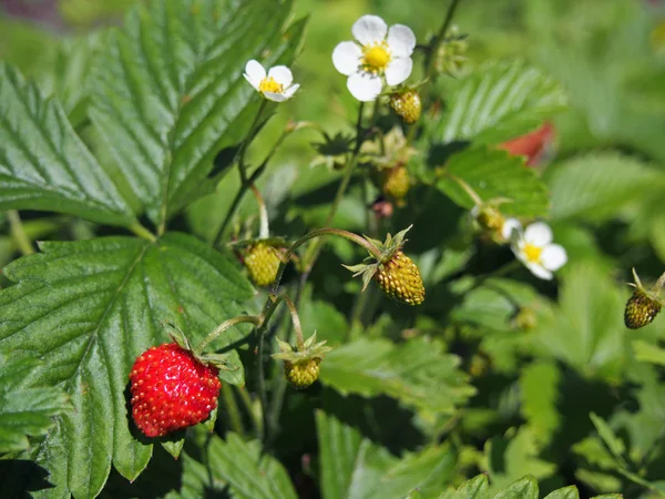 成熟红色草莓在庭院 — 图库照片