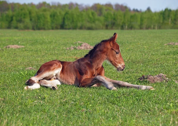 A little foal on a green meadow — Stockfoto