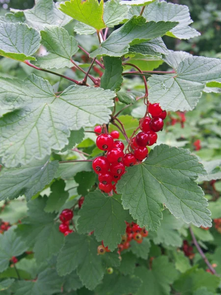 Berries and leaves of red currant on — Zdjęcie stockowe