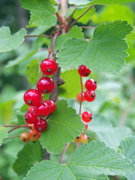 Berries and leaves of red currant Stock Photo