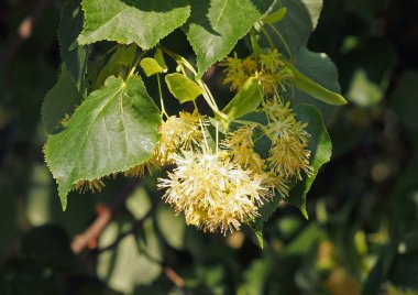 ıhlamur ağacının çiçekleri