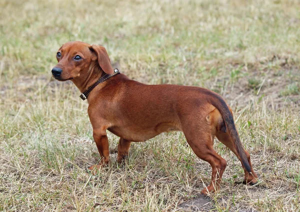 Retrato de castanha revestido plano dachshund de pé no gramado — Fotografia de Stock