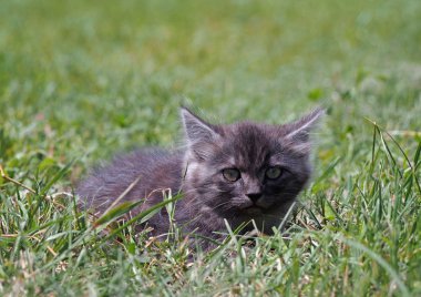 Yeşil çimlerde küçük gri kedi yavrusu