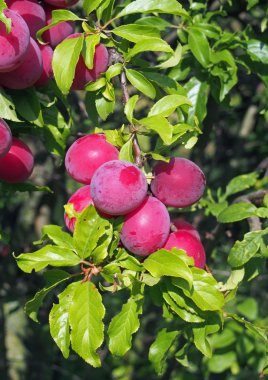 Bahçede Erik olgunlaşma bol