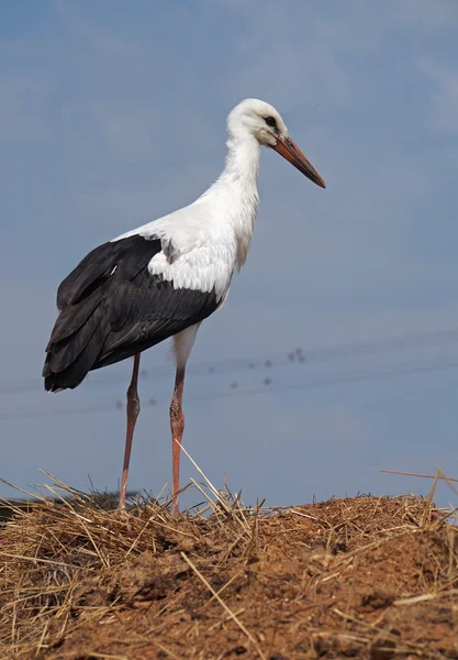 Porträtt av vit stork — Stockfoto