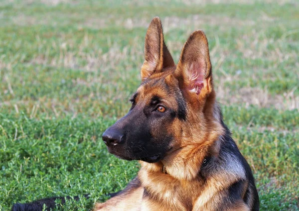 Portrait de jeune chien berger allemand — Photo