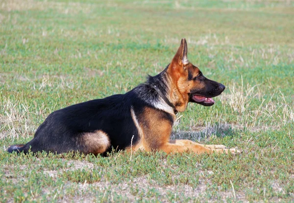 Retrato de cão pastor alemão jovem — Fotografia de Stock