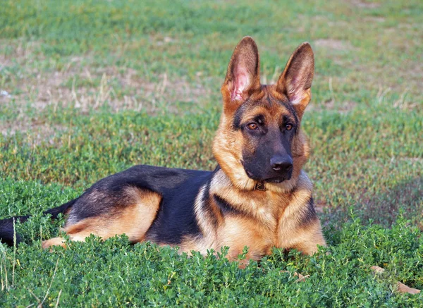 Retrato del joven pastor alemán perro —  Fotos de Stock