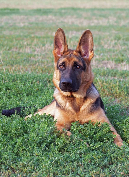 Portret van de jonge Duitse herder — Stockfoto