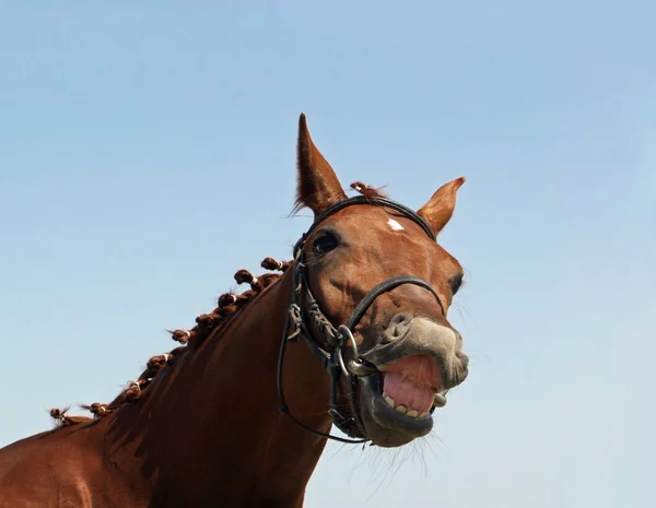 Sourire de cheval châtain — Photo
