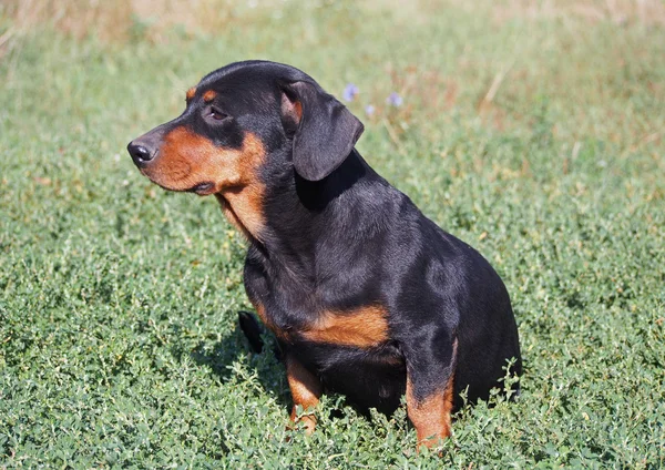 Retrato de pequeno dachshund preto — Fotografia de Stock