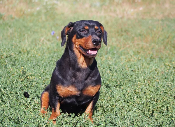 Retrato de pequeno dachshund preto — Fotografia de Stock