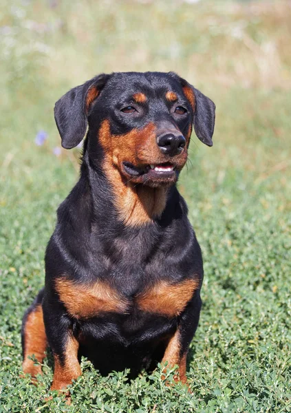 Porträt des kleinen schwarzen Dackels — Stockfoto