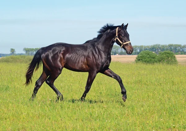 Young  stallion trots on a  meadow — Stock Photo, Image