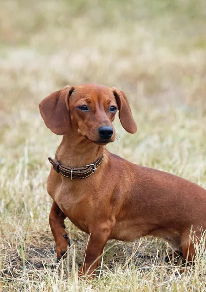 Retrato de pequeno dachshund vermelho — Fotografia de Stock
