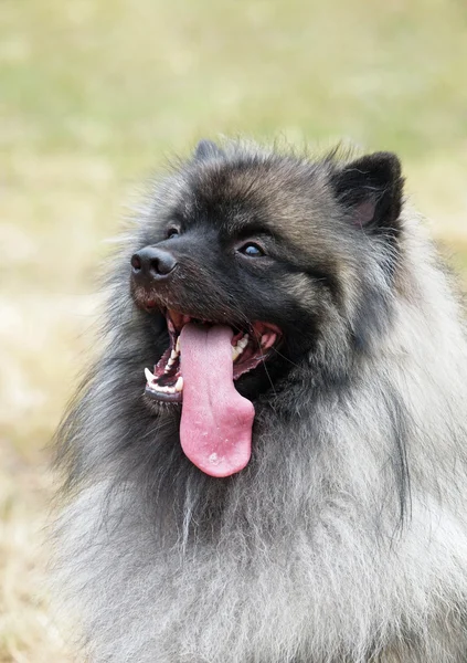 Um retrato de um cão Keeshond (Wolfspitz alemão) — Fotografia de Stock