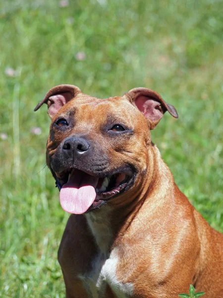 Sorriso de Staffordshire Bull Terrier — Fotografia de Stock