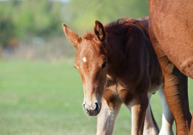 Little chestnut foal with mare