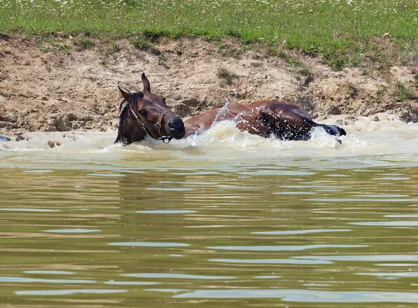A bay horse bathing — Stok fotoğraf