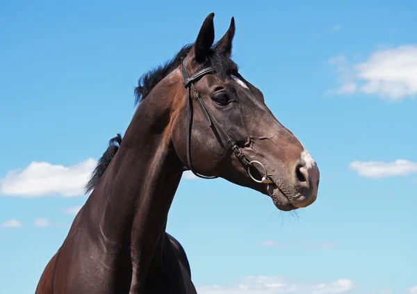 Portrait of dark-bay stallion on background of blue sky — Stok fotoğraf