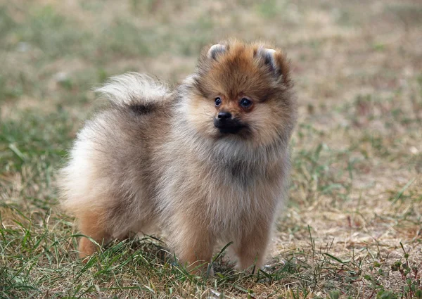 Puppy of Pomeranian Spitz on a green lawn — Stock Photo, Image