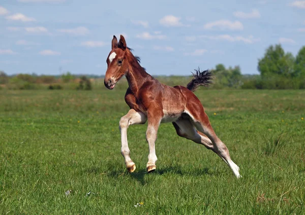 สวยงาม Bay foal galloping — ภาพถ่ายสต็อก