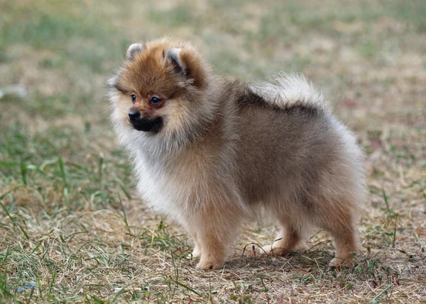 Valp av Pomeranian Spitz på en grön gräsmatta — Stockfoto