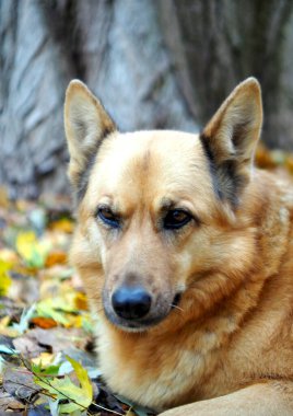 Sonbahar yapraklarının arka planında kahverengi bir köpeğin portresi