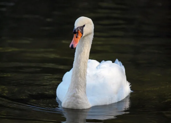 Cisne branco bonito — Fotografia de Stock