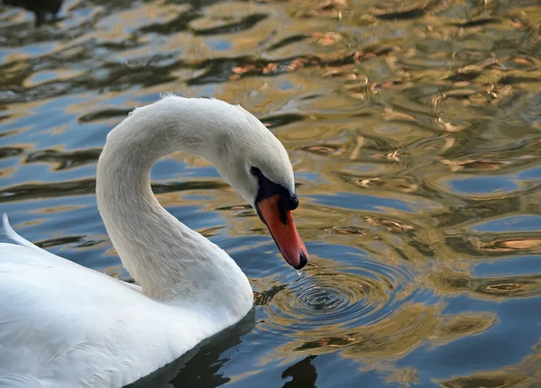 Cisne branco bonito — Fotografia de Stock