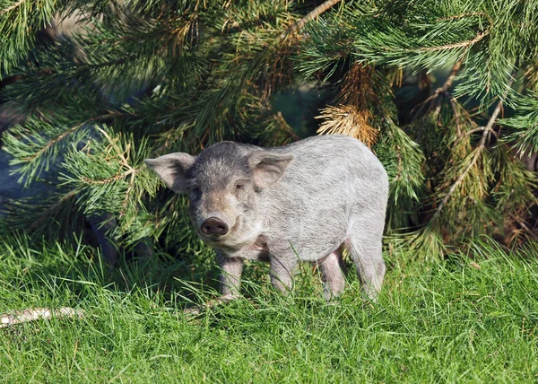 The pigling  is in a natural environment — Stock Photo, Image