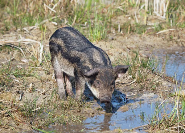 Pigling jest w środowisku naturalnym — Zdjęcie stockowe