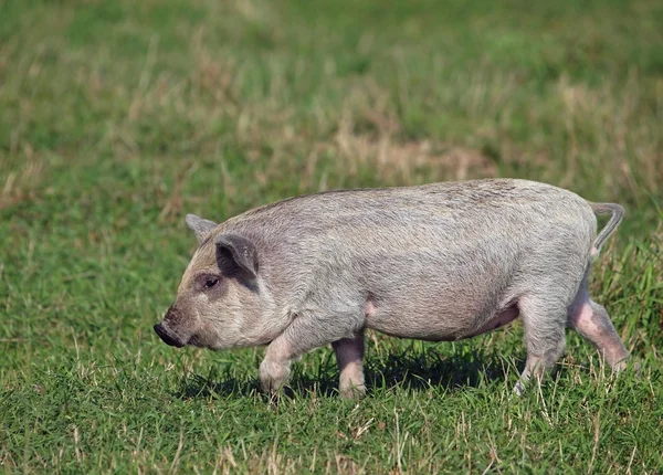 The pigling  is in a natural environment — Stock Photo, Image