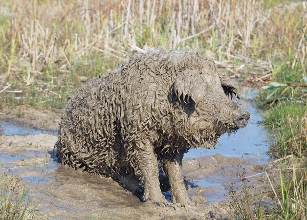 Pig of Hungarian breed Mangalitsa in a puddle — Stock Image Pig of Hungarian breed Mangalitsa in a puddle Stock Photo