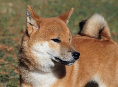 Genç köpek shiba Inu portresi
