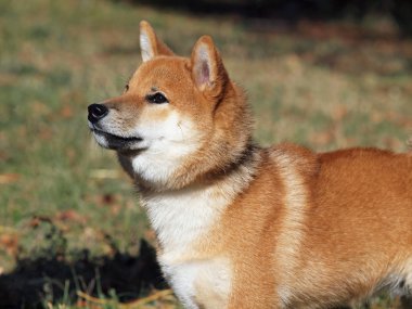 Genç köpek shiba Inu portresi
