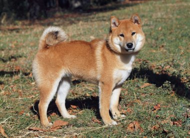 Genç köpek shiba Inu sonbahar çimleri üzerinde dış
