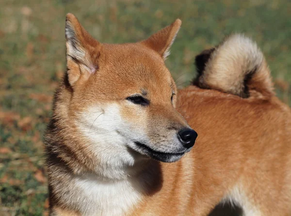 Retrato de cão jovem shiba inu — Fotografia de Stock