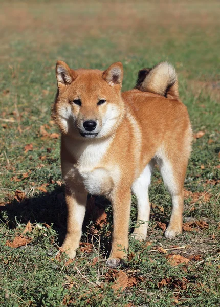 Bonito cão jovem shiba inu no gramado de outono — Fotografia de Stock