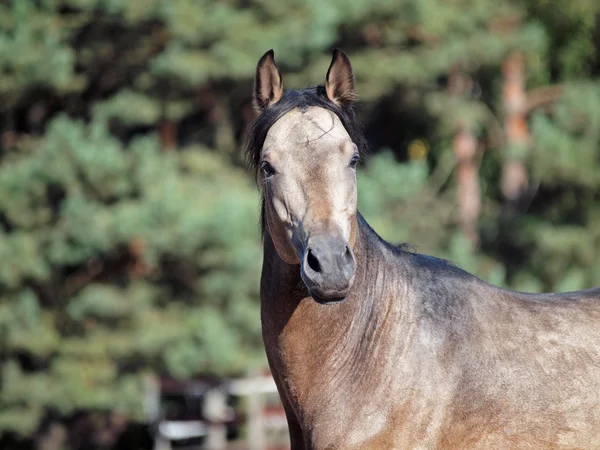 Портрет молодого коня — стоковое фото