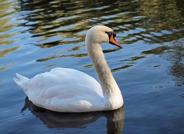 Schöner weißer Schwan auf dem See — Stockfoto