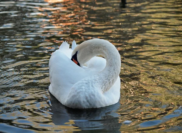 Schöner weißer Schwan auf natürlichem Hintergrund — Stockfoto