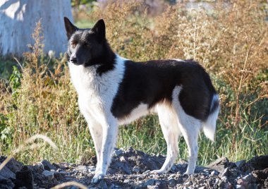 Rusya-Avrupa Laika portresi