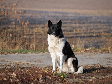 Rusya-Avrupa Laika portresi