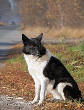 Rusya-Avrupa Laika portresi