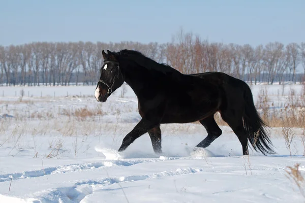 Un hermoso semental trota en el campo de nieve — Foto de Stock