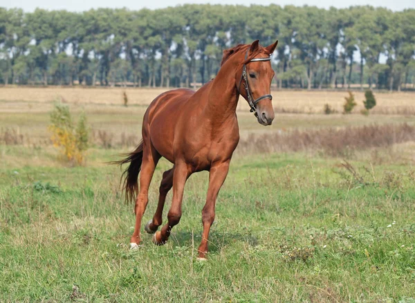 Indah chestnut kuda berlari — Stok Foto