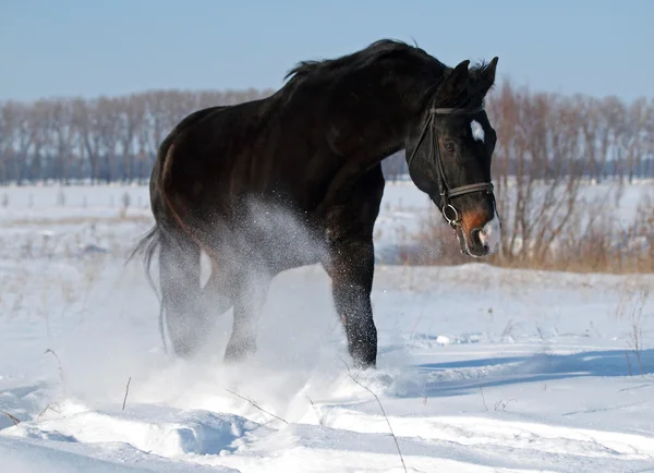 Un beau étalon trotte sur le champ de neige — Photo