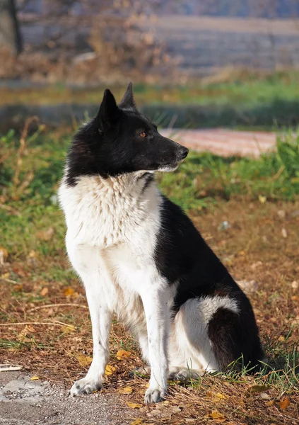 Portrait of Russian-European Laika — Stock Photo, Image